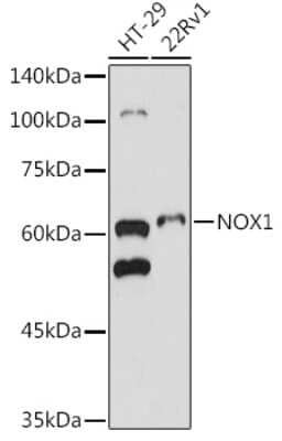 Western Blot: NOX1 AntibodyAzide and BSA Free [NBP2-93967]